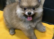 dog- Pomerania dog- Pomerania
