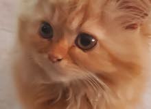 kittens kittens