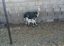 نجديه مع طلي نجديه مع طلي