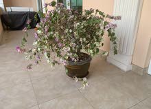 Gorgeous Plants/Trees (PRICE DROP!) Gorgeous Plants/Trees (PRICE DROP!)