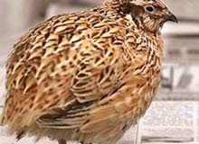 سمان كريمي سوبر جامبو حى او مذبوح سمان كريمي سوبر جامبو حى او مذبوح