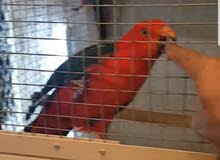 King parrot Breeding pair King parrot Breeding pair