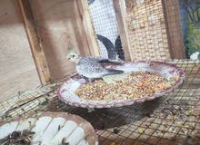 فرخ كوكتيل تك عمره شهر فرخ كوكتيل تك عمره شهر
