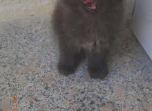 قط هيملايه قط هيملايه