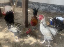 Roosters 7 months old for sale
