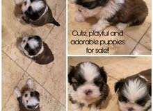 Purebread shih tzu puppies for sale!!