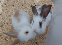 Cute Holland pair Rabbits Cute Holland pair Rabbits