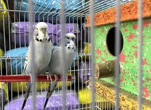 طيور حب تكساس طيور حب تكساس
