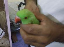 Indian parrot for sale
