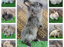 ارانب مختلفه different kind of rabbits ارانب مختلفه different kind of rabbits