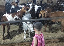 I have 100 goats I have 100 goats