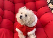 Searching for a female Shih Tzu for mating in UAE Searching for a female Shih Tzu for mating in UAE