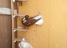 حمام كش حمام كش