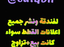 فندقة ونشر جميع اعلانات القطط مجاناً فندقة ونشر جميع اعلانات القطط مجاناً