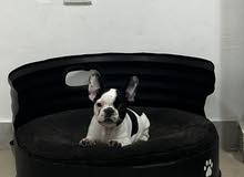 French bulldog 53 days French bulldog 53 days