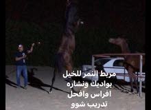 مربط النمر للخيل مربط النمر للخيل