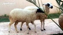 2نعجات 2نعجات