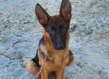 4+ month old German Shepherd for sale 4+ month old German Shepherd for sale