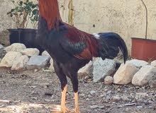اسيل باكيستاني ديك aseel pakistan rooster
