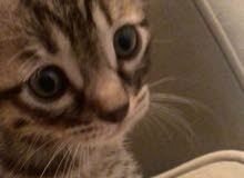 One cat and two kitten One cat and two kitten