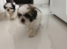 Shihzt pure puppies 75 days for 2000 female
