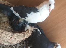 حمام للبيع هنه وخاناتهن اقره الوصف حمام للبيع هنه وخاناتهن اقره الوصف