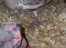 Albino Cockatiel and cinnamon confirmed pair with chicks Albino Cockatiel and cinnamon confirmed pair with chicks
