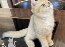 golden british straight ny11 kitten male ذكر فصيلة عاليه golden british straight ny11 kitten male ذكر فصيلة عاليه