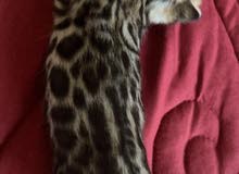 Bengal kittens for reservation