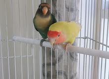 Big cage with African love parrot Big cage with African love parrot
