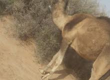 ناقة اول ميلاد ناقة اول ميلاد