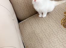 شيرازي انثى شيرازي انثى