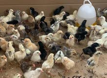للبيع كتاكيت Chicks for sale للبيع كتاكيت Chicks for sale