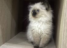 Himalayan Himalayan