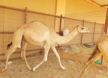 قعدان صعوب قعدان صعوب