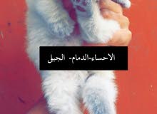 قط هملايا جميل دبدوب عيونه زرق قط هملايا جميل دبدوب عيونه زرق