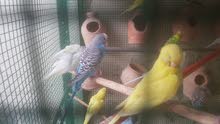 Badgies for sale Badgies for sale