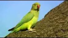 indiya green neck parrot indiya green neck parrot