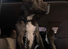 pit bull for sale كلب بيتبول للبيع pit bull for sale كلب بيتبول للبيع