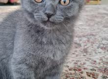 Scottish cat Scottish cat