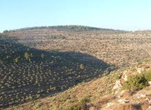 Mixed Use Land for Sale in Ramallah and Al-Bireh Ein Arik