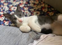 Playful Kitten for Donation Playful Kitten for Donation