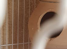 Undersize black brested finch Undersize black brested finch