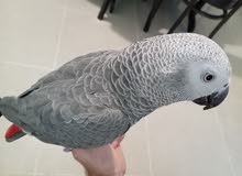 كاسكو مزرعة حجل ذهبي