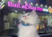 Persian kitten (3 months) Persian kitten (3 months)