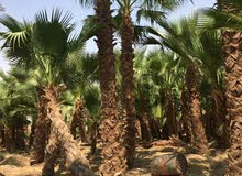 توريد وزراعه،النخيل توريد وزراعه،النخيل