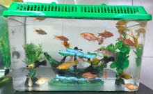Fish Aquarium For Urgent Sale