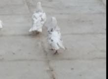زوج حمام مالطي زوج حمام مالطي