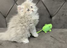 كتن ذكور للبيع 40 kitten male for sale كتن ذكور للبيع 40 kitten male for sale