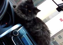 sweet cat sweet cat